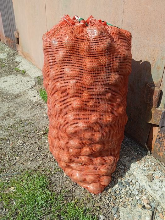 Картофель семенной