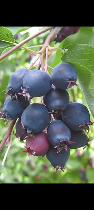 Ирга Канадская саженец