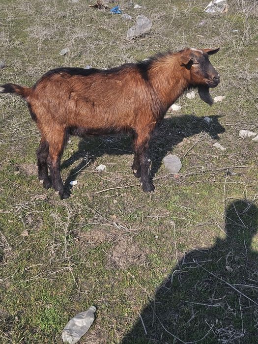 Продаётся молодой козёл