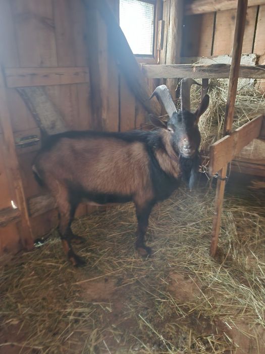 Vand tap alpin fracez pentru monta