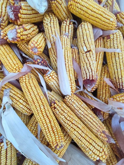 Продам Кукурузу)