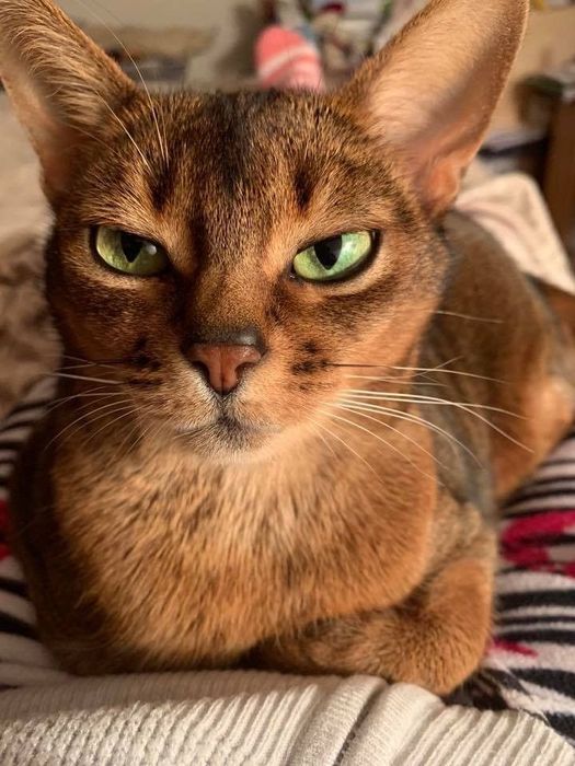 Ищем кота для вязки