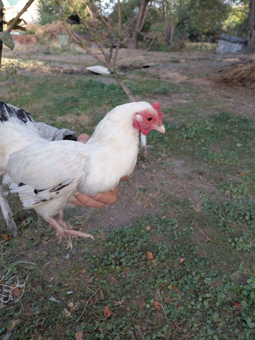Продам карликовых курей