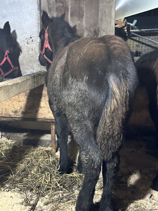 Manz armasar de 6 luni