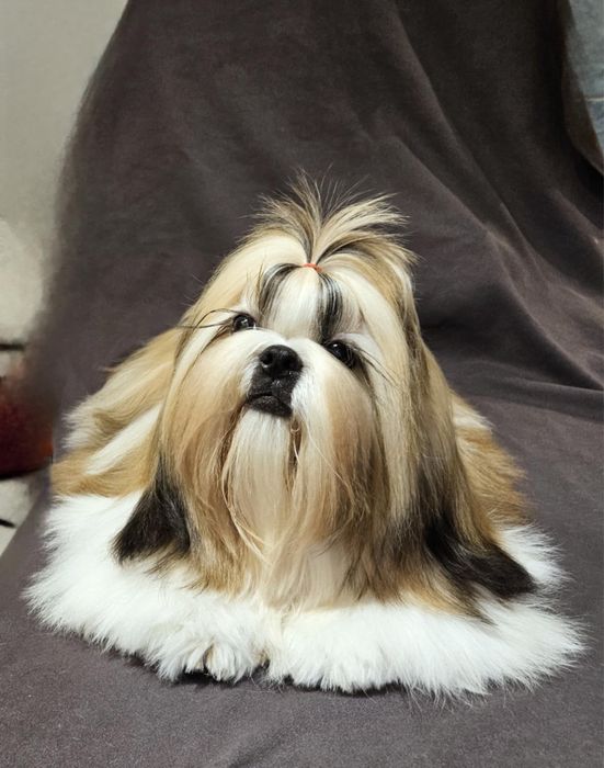 Shih-tzu de vanzare