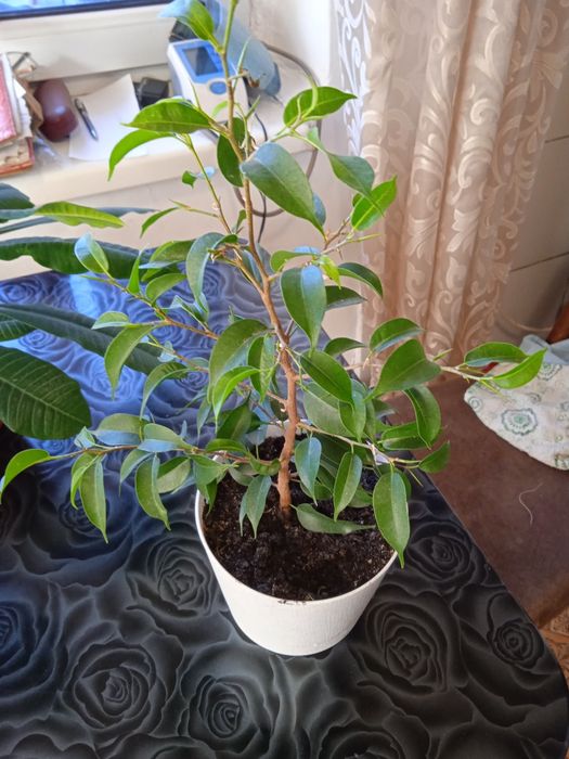 Дом и сад комнатные растения