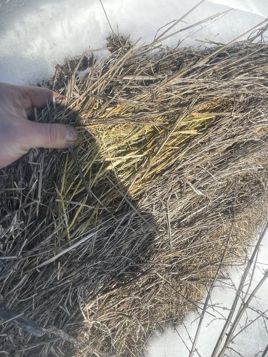 Vand bolalot de lucerna