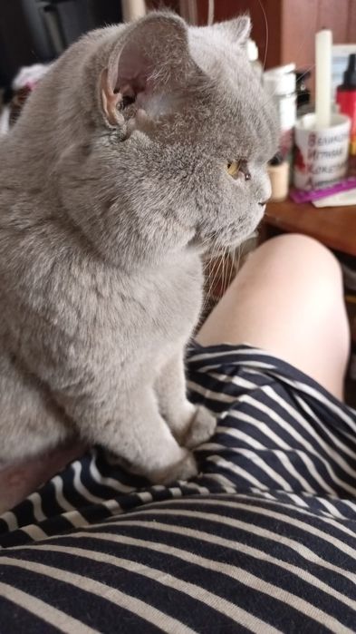 Отдам кошечку британка
