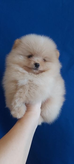 Шпиц мальчик кремовый