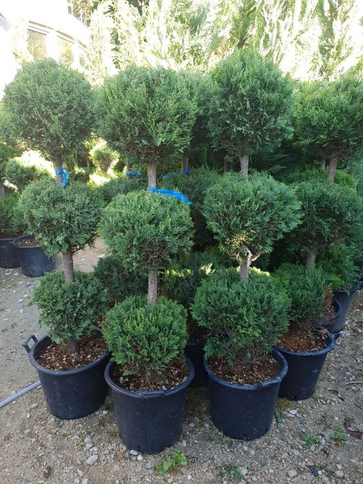Pom pon spirală din leylandii