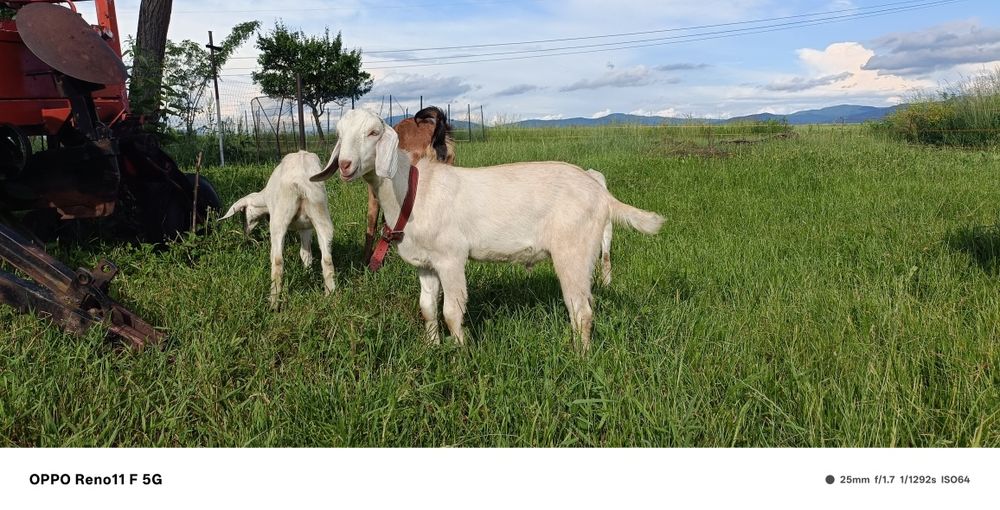 Vând țapi anglonubieni