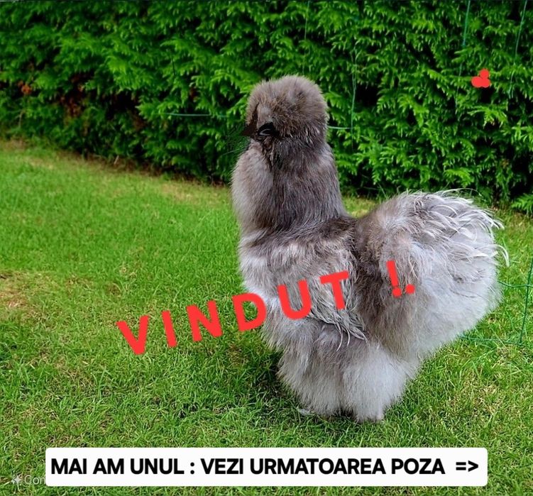 Vind cocosel matase japoneza, exemplare selectate ca rasa ( valabil pretul din  text / anunt ).