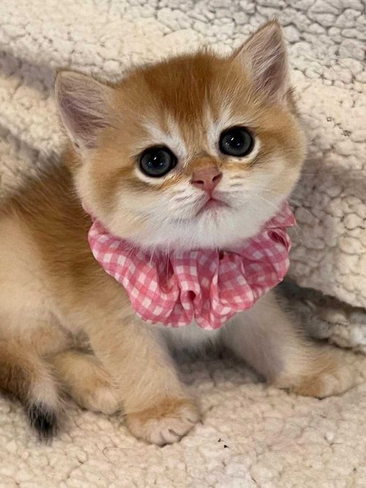 Fetiță delicată british shorthair golden chinchilla! Pedigree WCF. Felisă autorizată