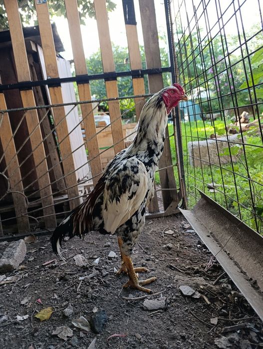 Продам Дакан шамо