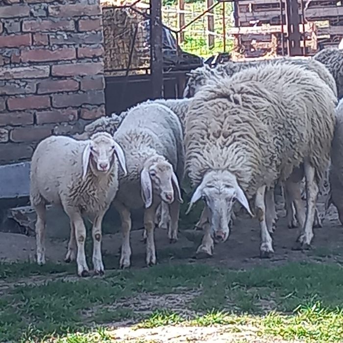 De vinzare mielute de asaf pur metisat cu bergamasca