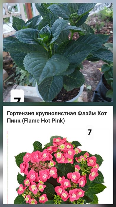 Гортензии крупнолистные