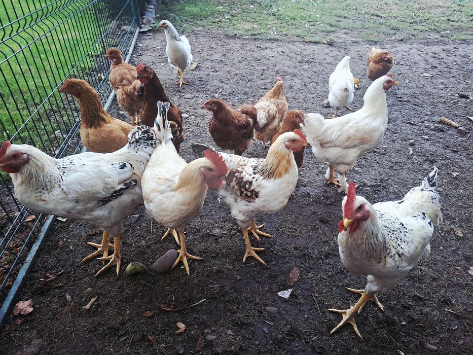 Cocosi tineri rasa mixta