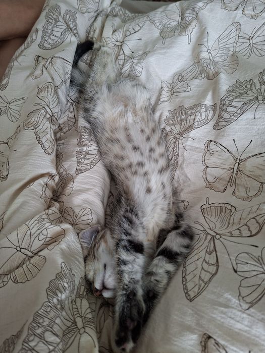Котенок девочка Лола