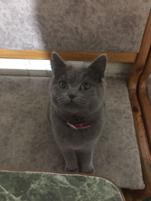 Скотиш 4 серых котят