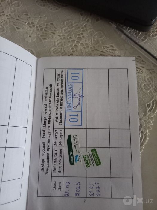 Scotish fold  2 ta bolasi qowb berlad.narxini kelishamiz