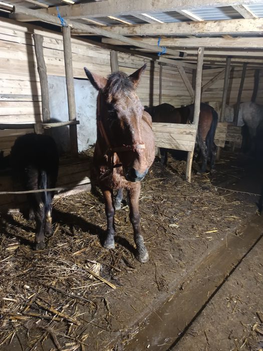 Vând sau schimb cal bun de ham