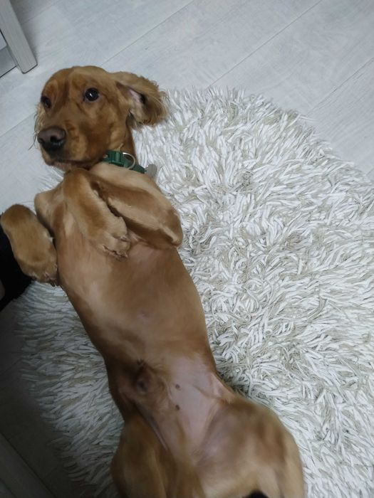 Выгул и Передержка животных