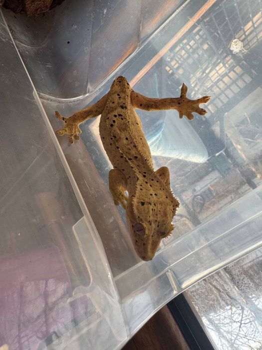 Продается ресничный геккон