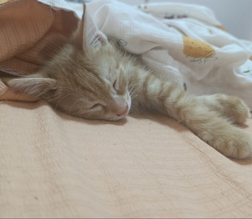 Котенок бесплатно