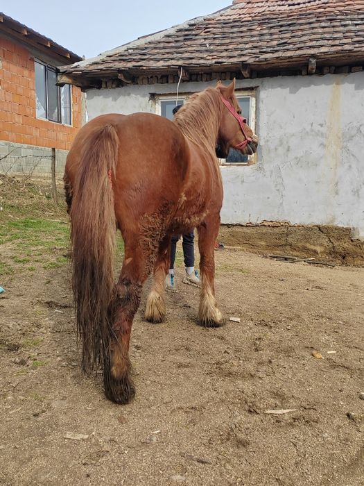 Vând manza de 3 ani