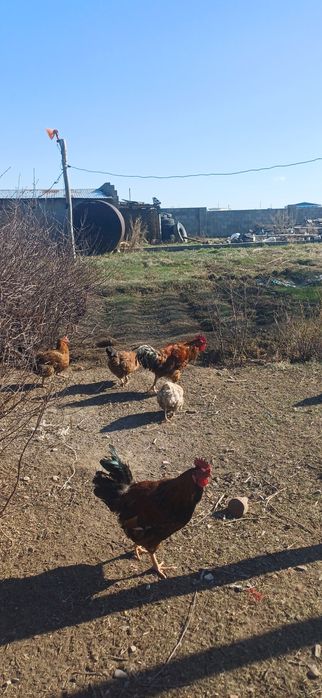 Кучинский әтеш,петух продам