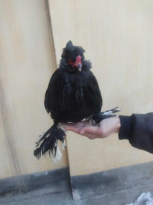 Япон хурози сотилади