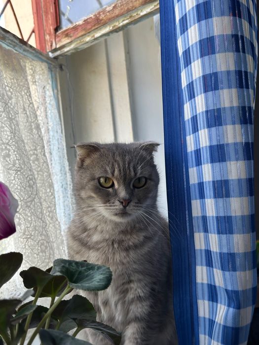 Отдам в хорошем руки кошек веслоухой породы