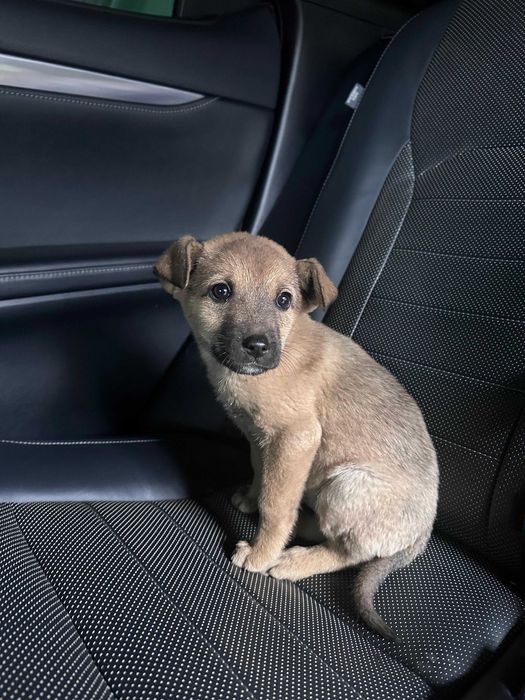 Собачка щенок найдёныш