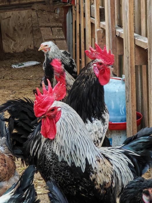 Cocoș 2025de vanzare