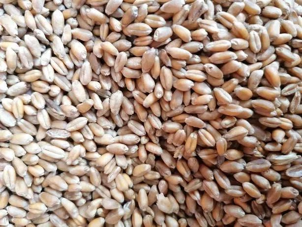 Vand grau productie 2025