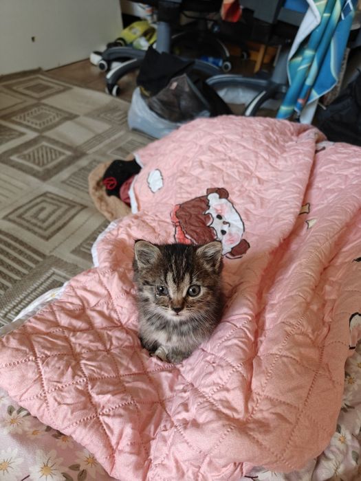 Котёнок месячный