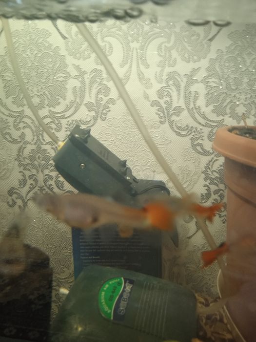 Аквариумные рыбки гупии