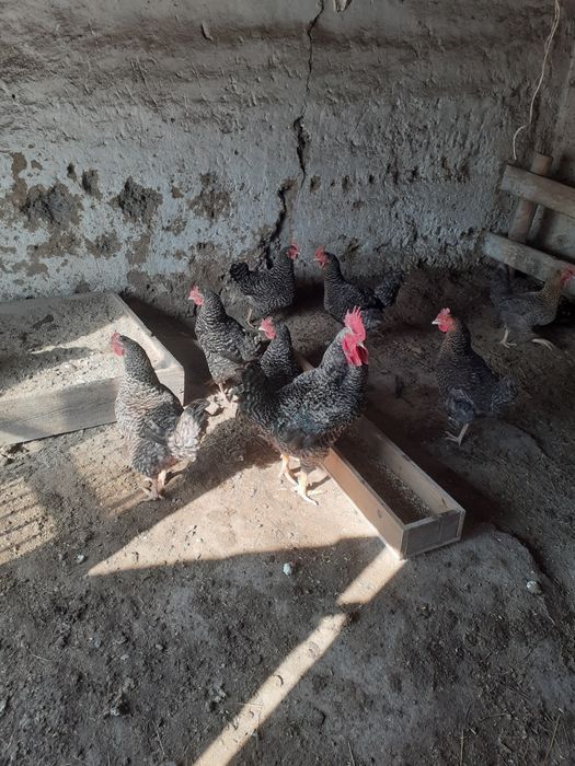 Продам инкубационный яица