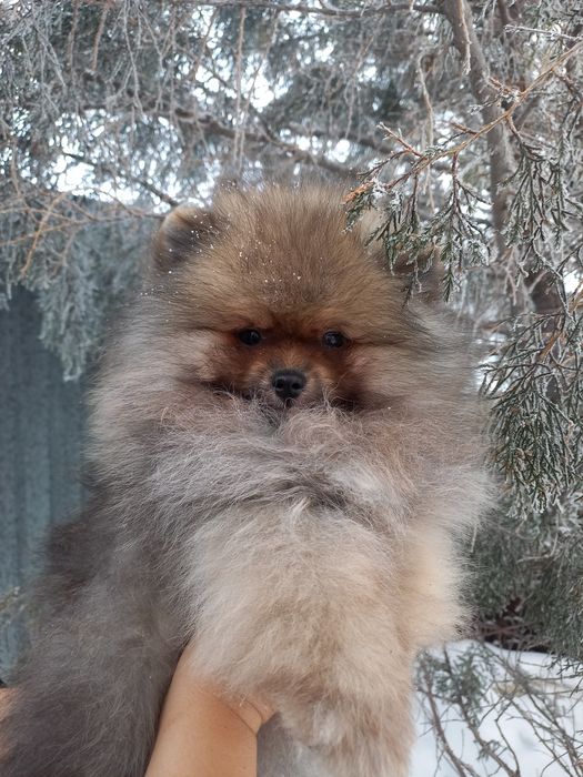 Продаётся шикарный шпиц