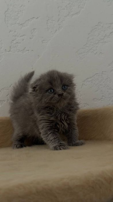 Шотландский фолд и страйд