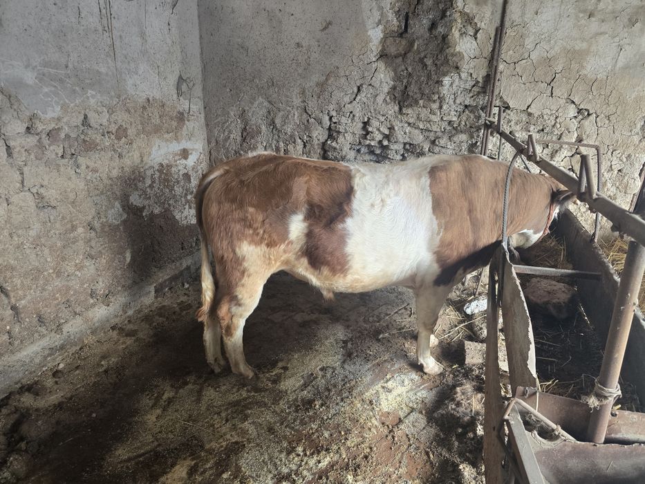 Mol mesni boqiladigon