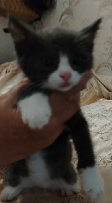 ПОДАРЮ котёнка в хорошие руки