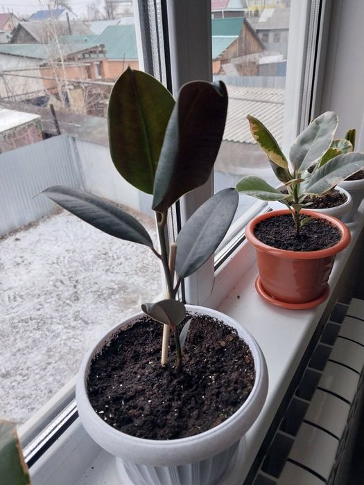 Фикус Черный Принц