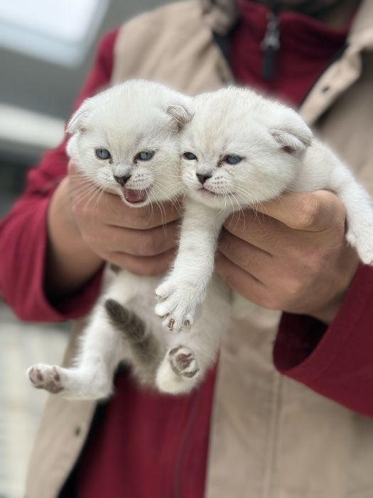 Котята вислоушки