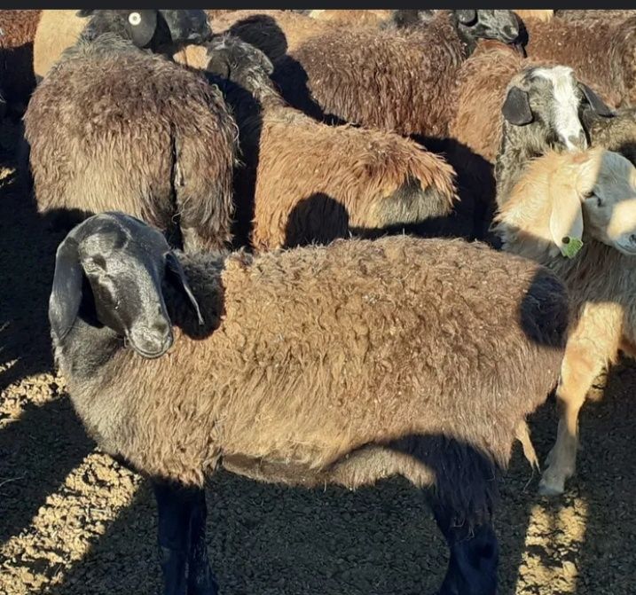 Nika Noire фотосуреттері