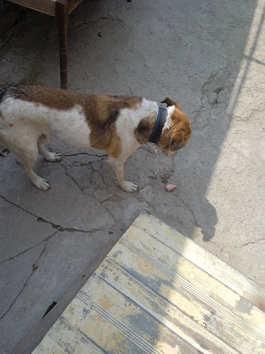 Отдам в добрые руки