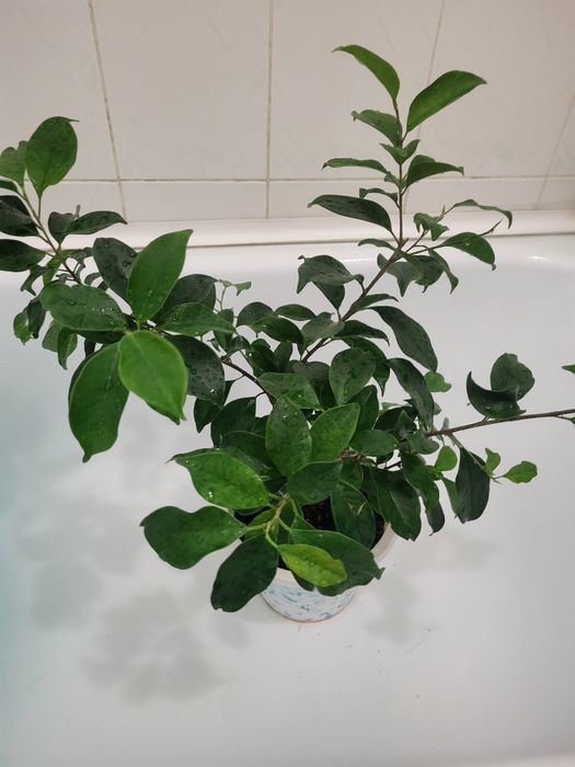 Продам фикус бенжамина