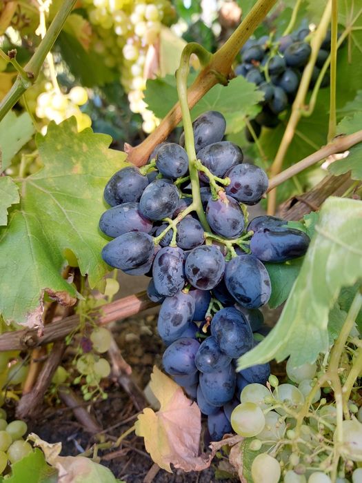 Продам виноград однолетний для посадки.