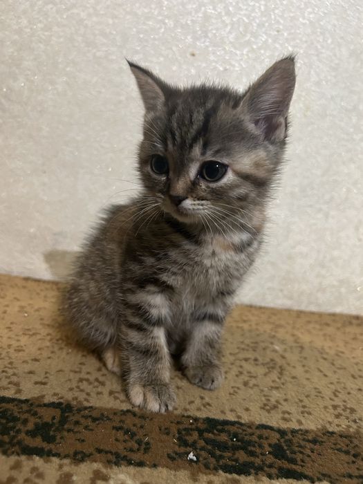 Две маленькие кошечки ищут дом