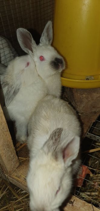 Kaloforniya quyonlari калифорнийские кролики